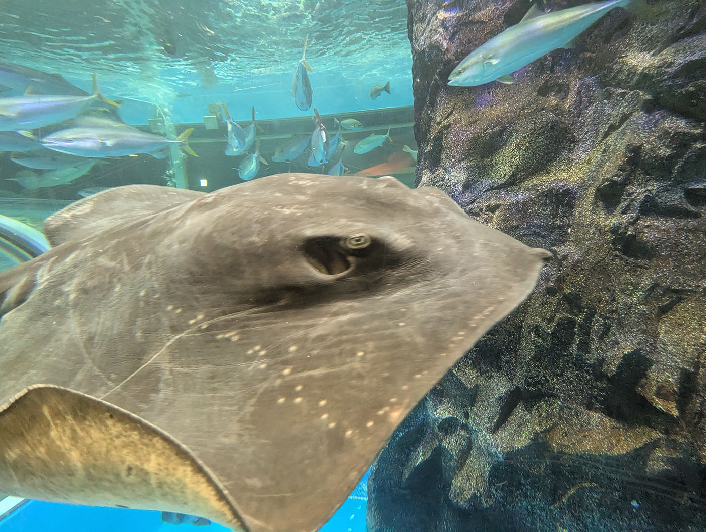 大きなエイが水槽の中で泳ぎ、カメラに近づいてきた瞬間の写真。
