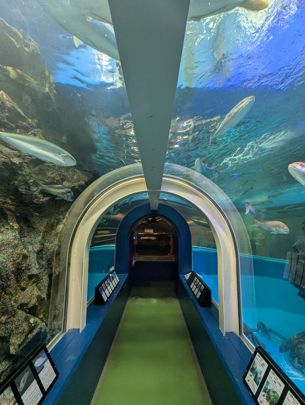 水族館の透明なトンネル水槽を通り抜ける通路。頭上には大きな魚が泳いでいる。