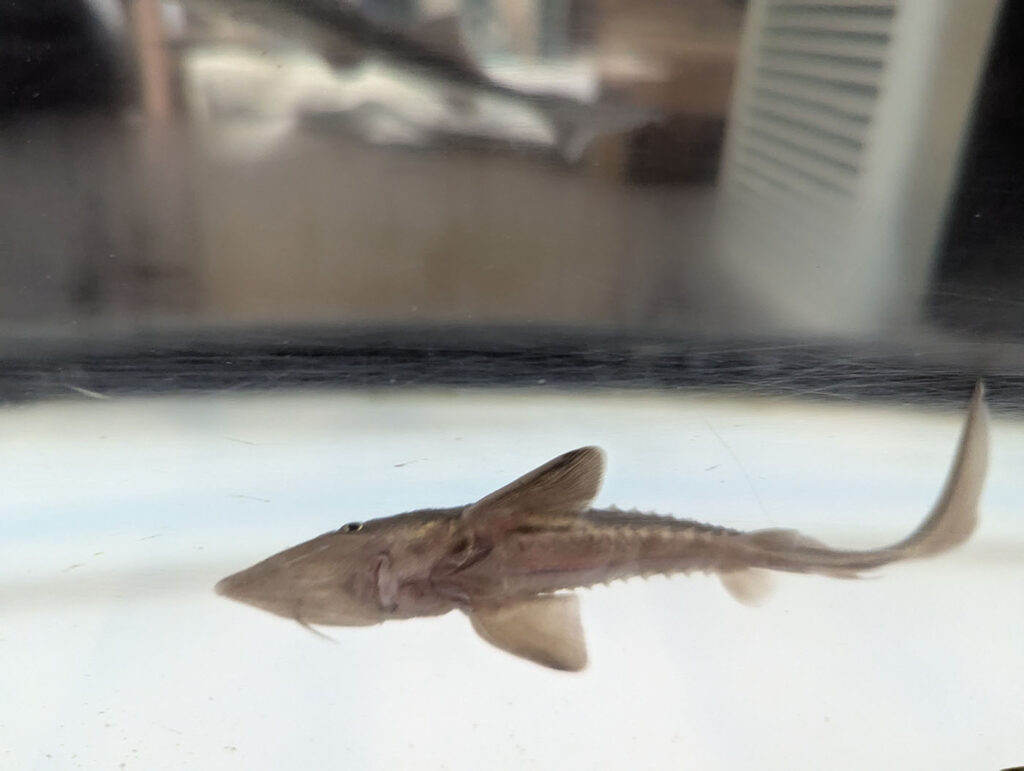 水槽の中を泳ぐチョウザメの幼魚。細長い体と特徴的な口先が印象的。