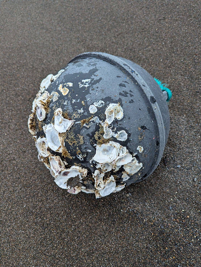 砂浜に打ち上げられた黒いウキ玉。表面には多くの貝がへばりつき、長い漂流の痕跡を示している。
