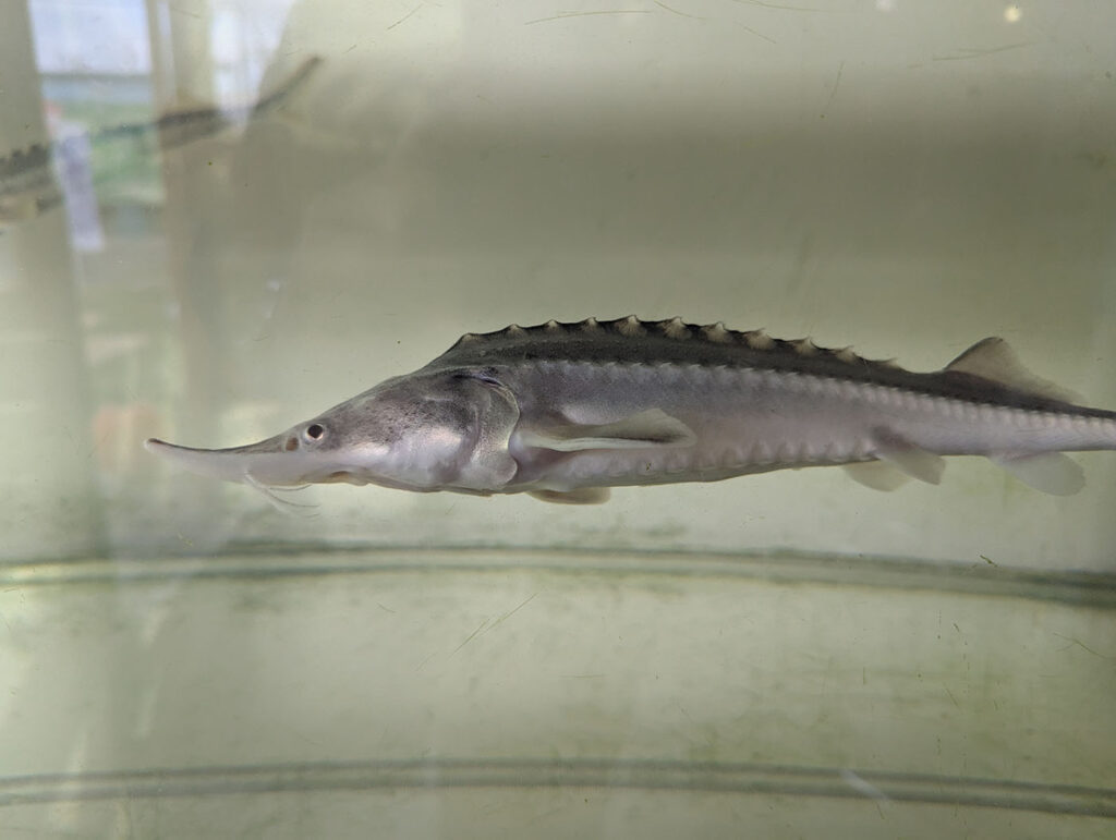 鹿追町の道の駅で飼育されているチョウザメ。悠然と泳ぐ姿はまるで古代魚。