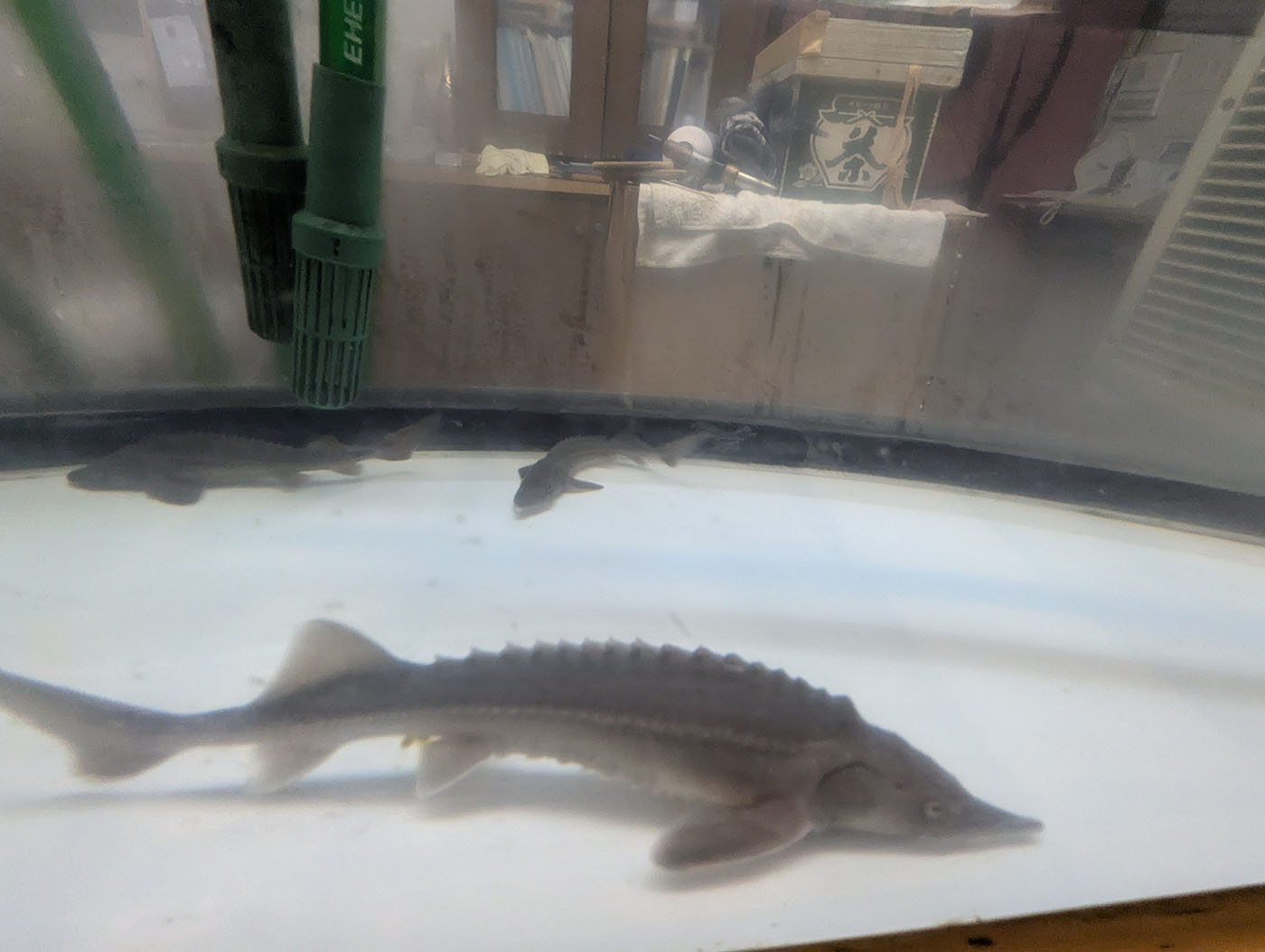 びっくり寿司のカウンターの生簀で泳ぐ観賞用のチョウザメ